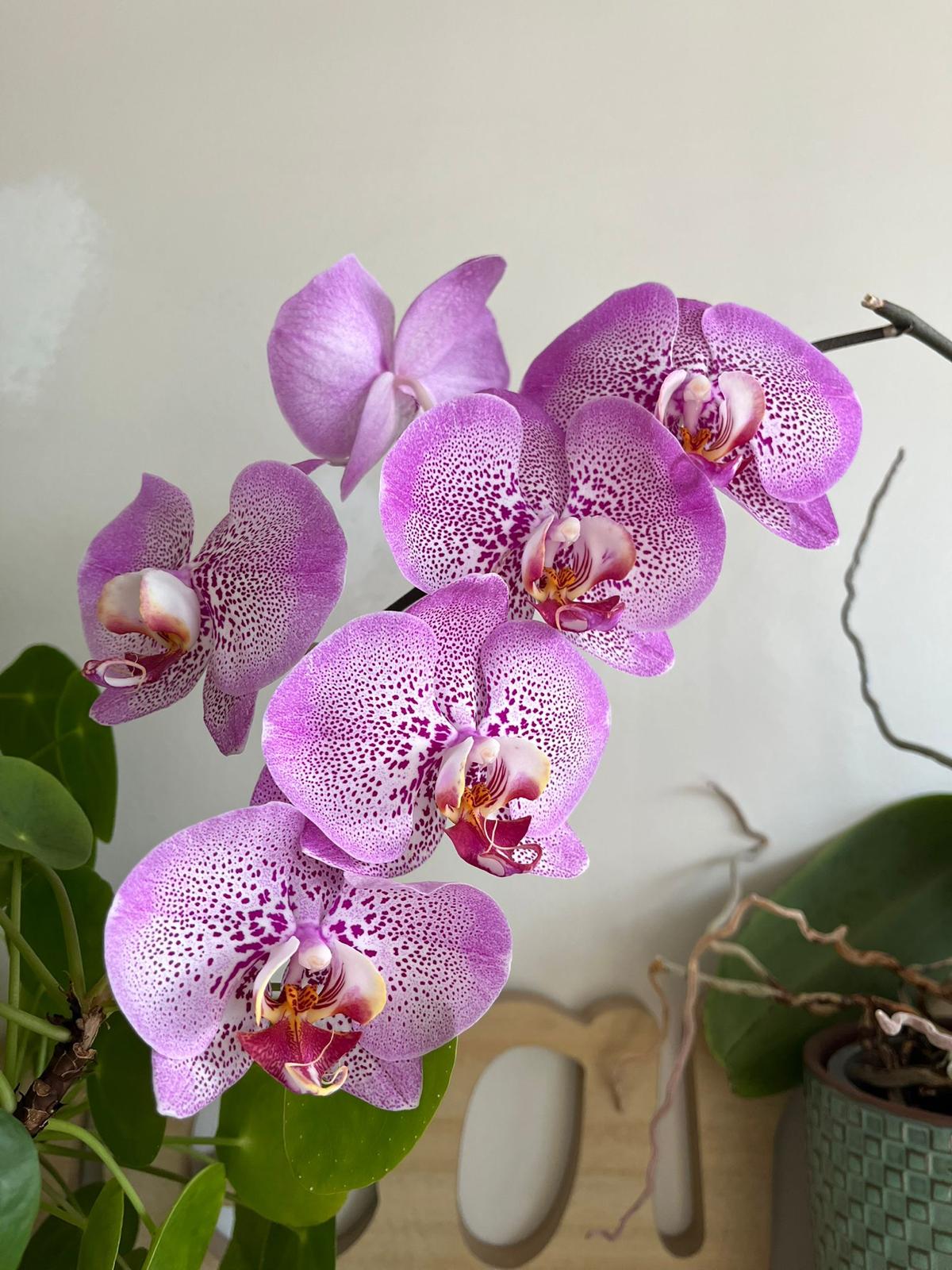 Orchidée - AP Thérapie