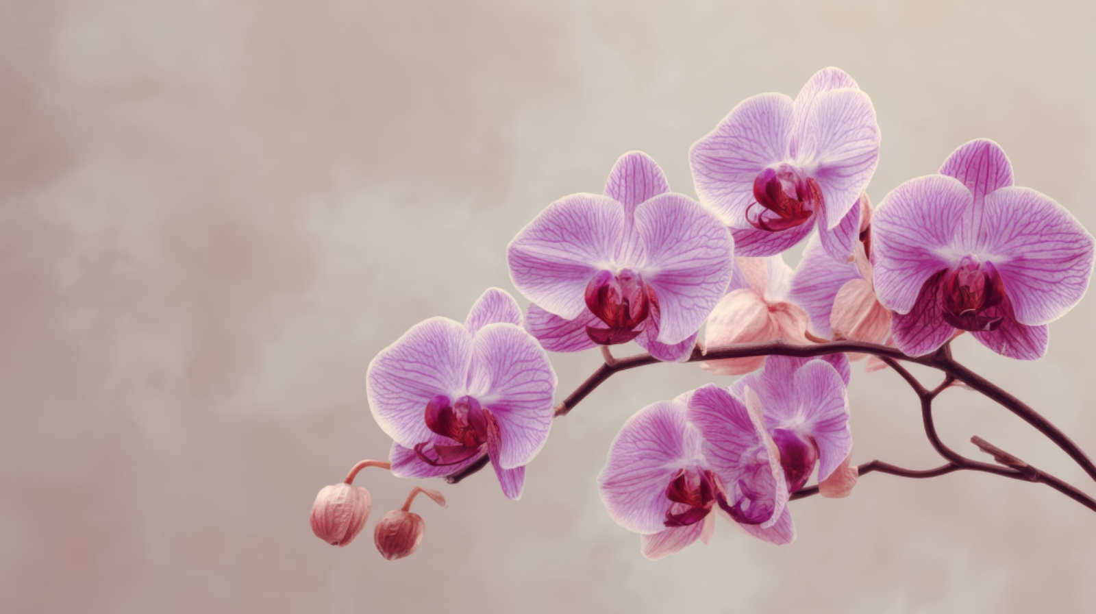 Orchidée - AP Thérapie
